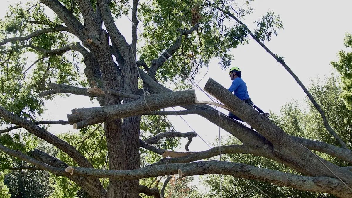 Professional Crown Thinning performed by certified arborists in White Earth