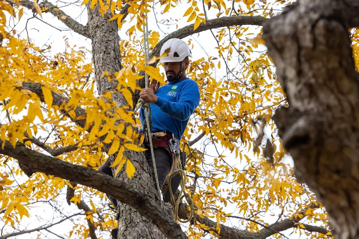 Skilled Tree Trimming crew working in White Earth